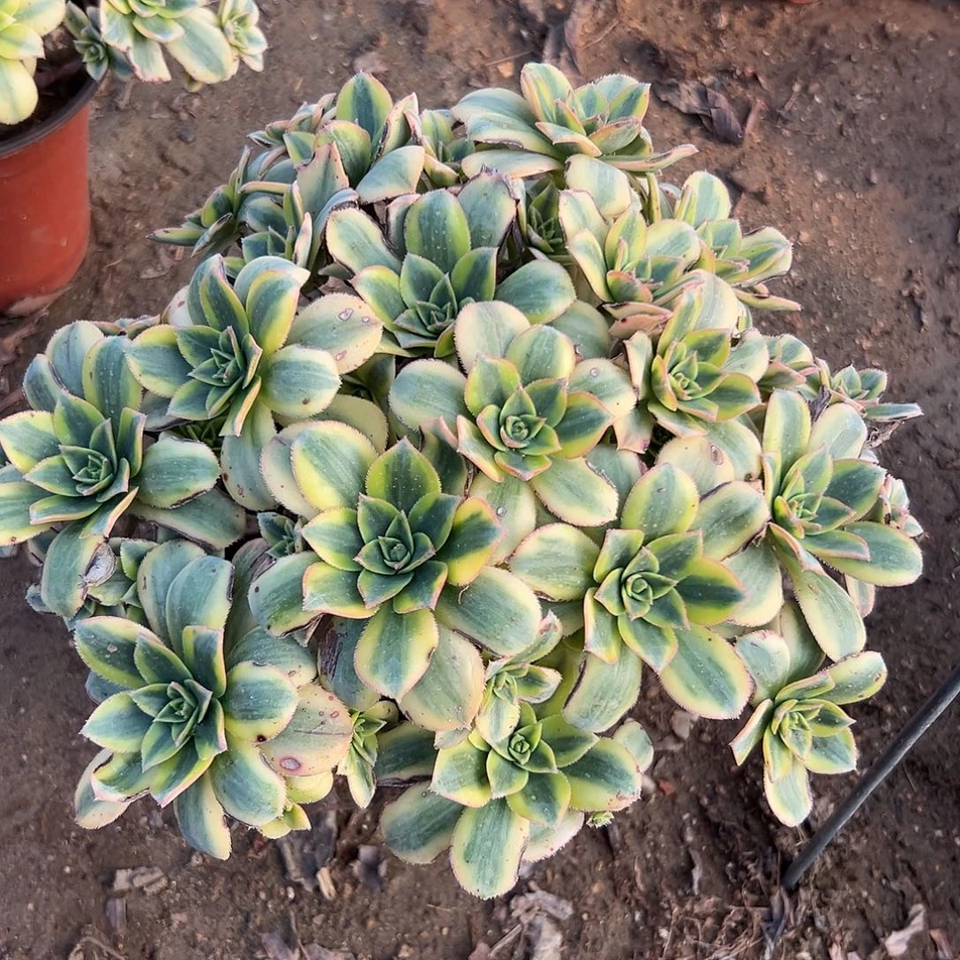 多肉植物老庄星爆