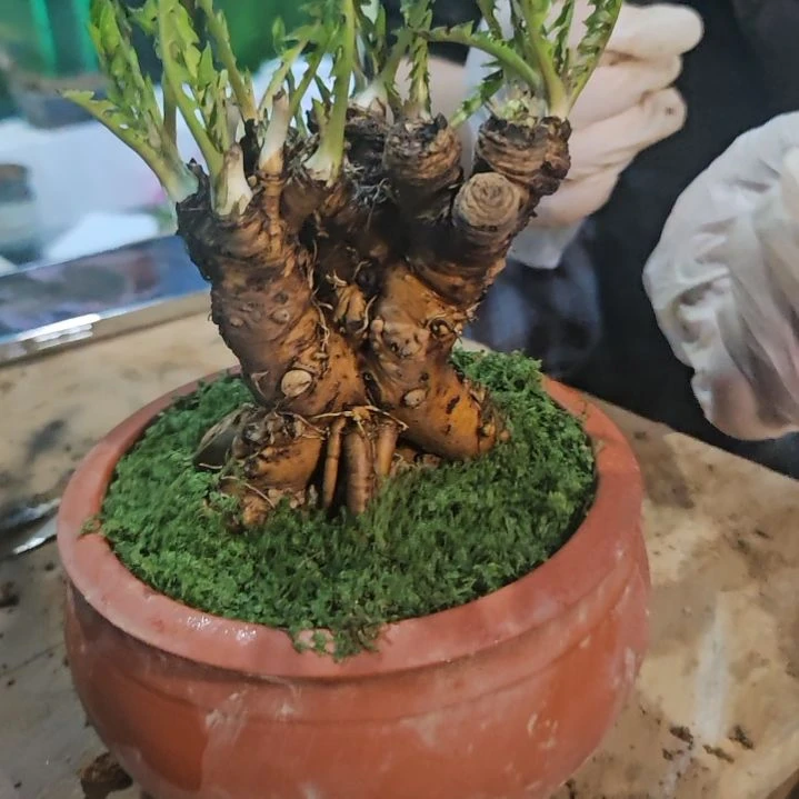 无花朵蒲公英老桩盆景脱盆发