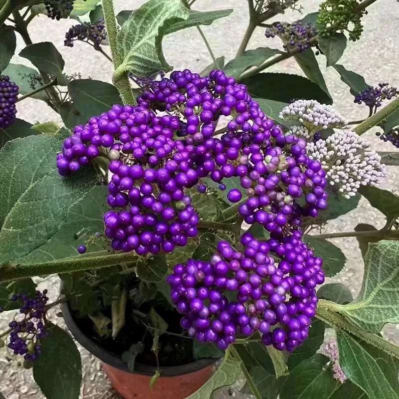 紫珠观景盆栽多年生好养活耐高温耐寒适合阳台玄关楼顶庭院