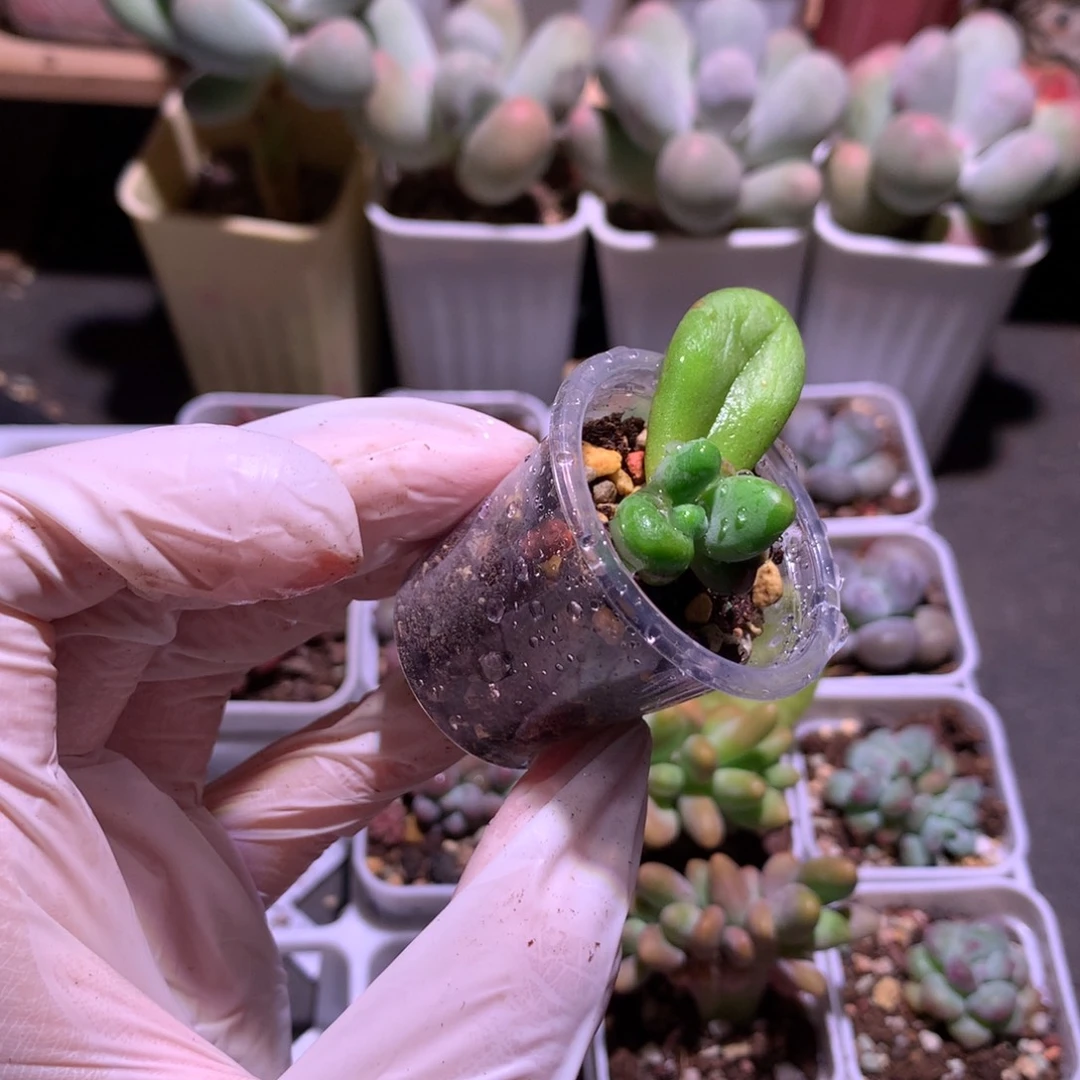芒果奶酪多肉芒果奶