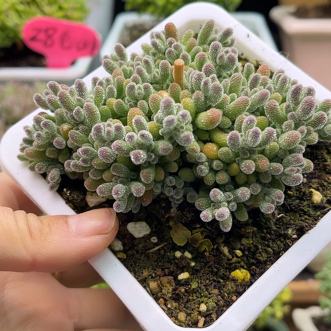 酒****冰晶优远枝干番杏