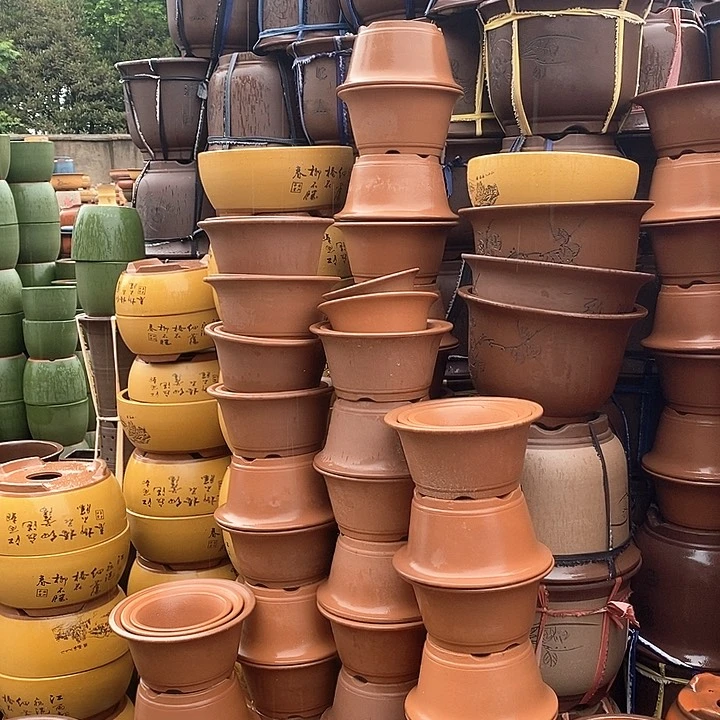 紫砂花盆紫砂花盆盆栽植物观赏