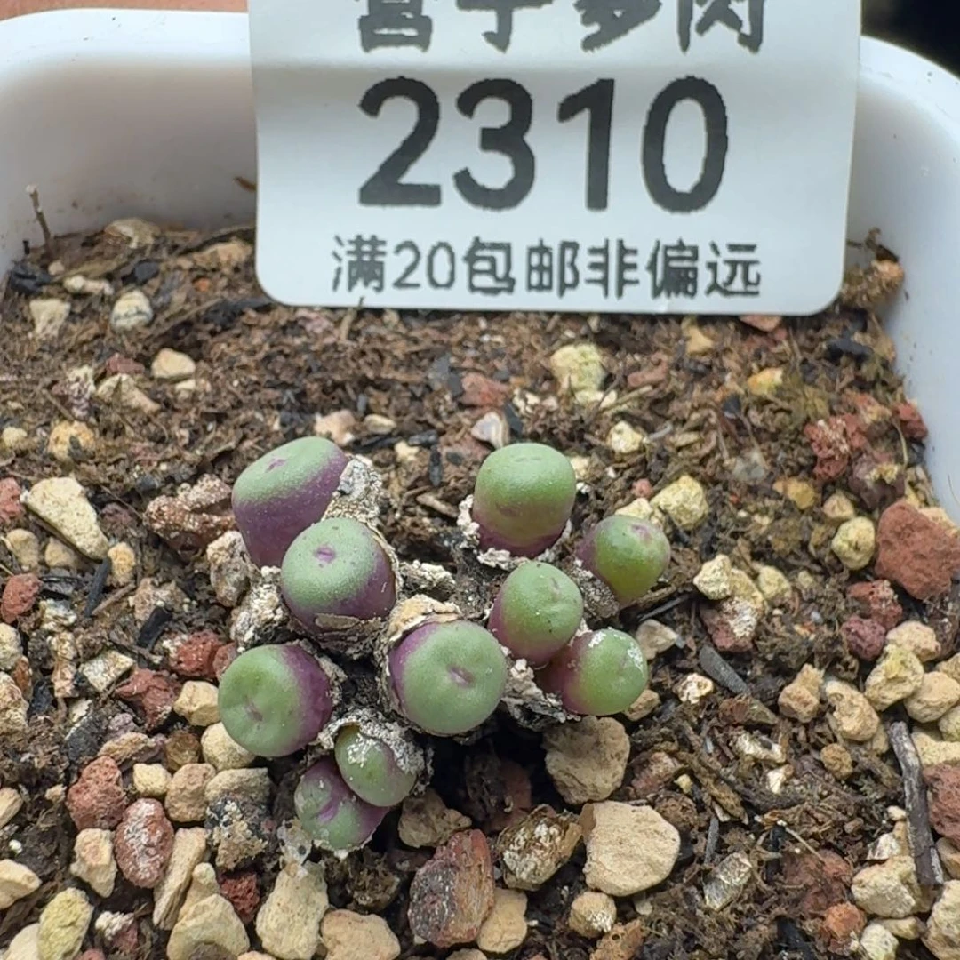 带盆土。