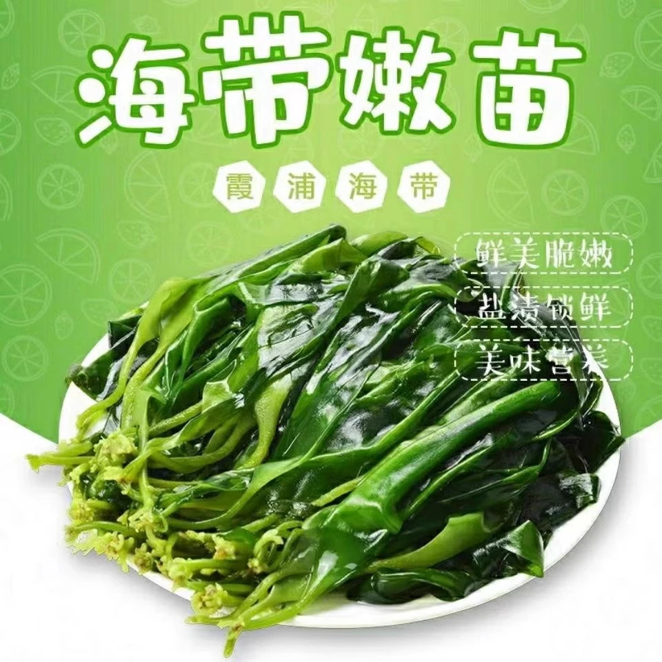 【宠粉福利5包】海带苗霞浦特产新鲜嫩苗火锅海带苗盐渍海带苗芽
