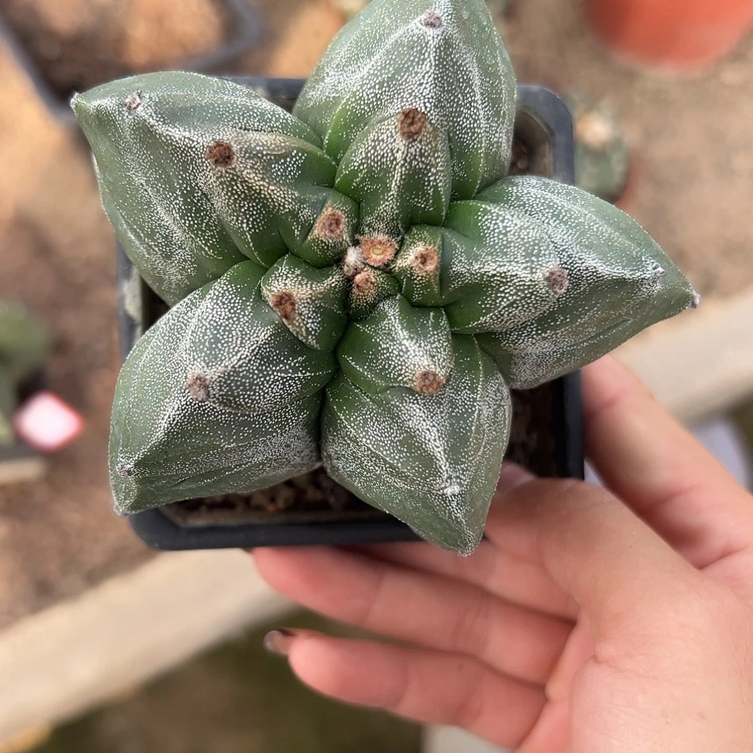 小***小实生龟甲鸾凤玉一物一拍