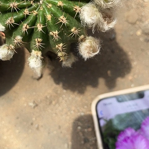 妖蝶丽花丽花2467888