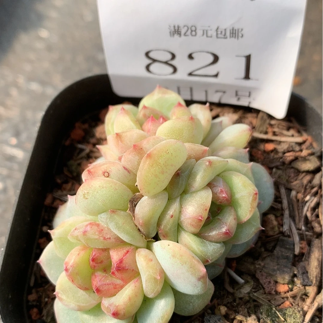 【闪购商品】云821号