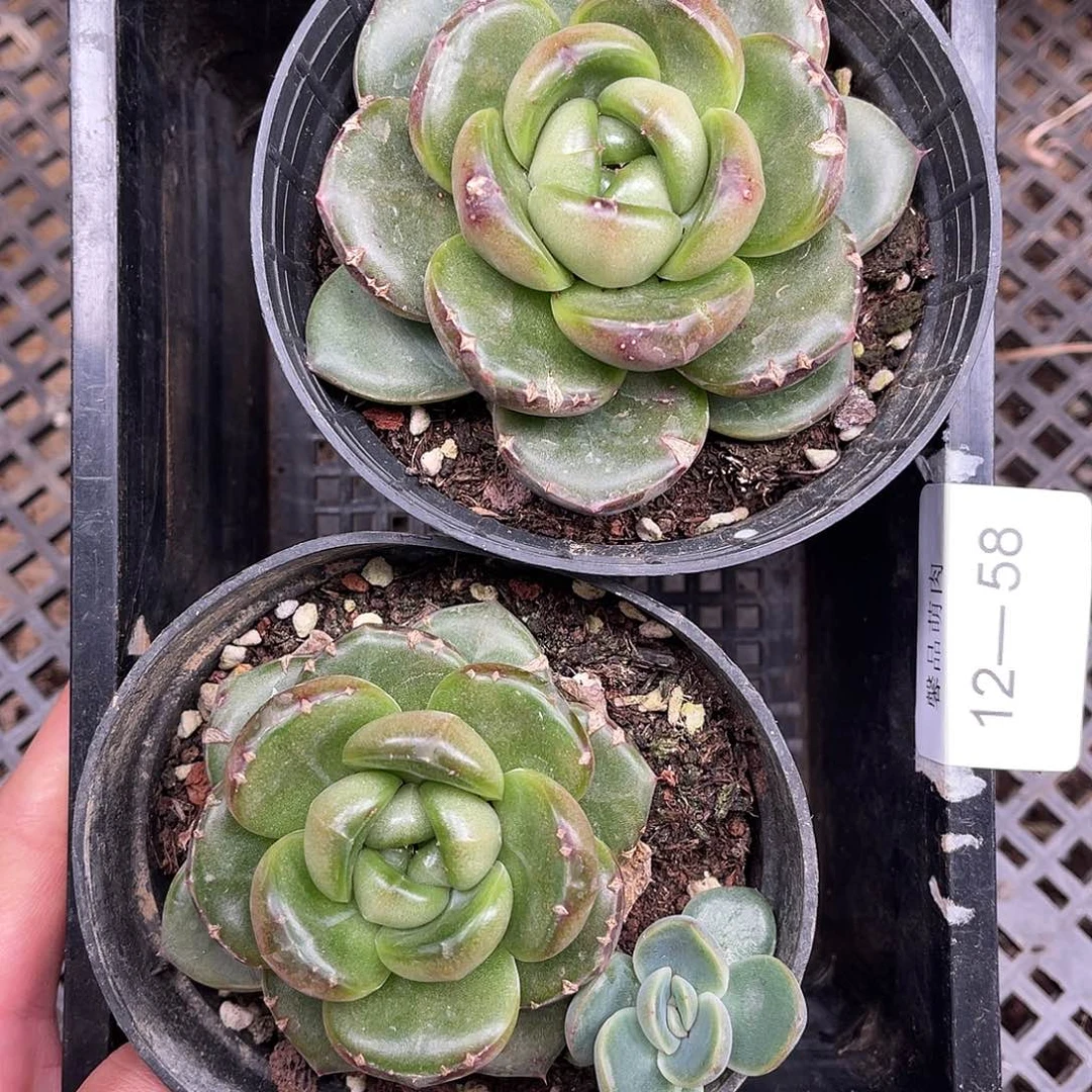 多肉一物一拍12-58