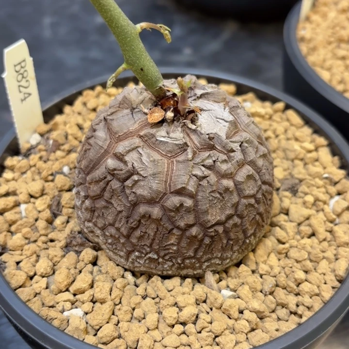 824号龟甲龙带盆包邮尺寸7