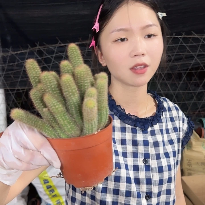 林肯宝石（掉头掉崽不售后）