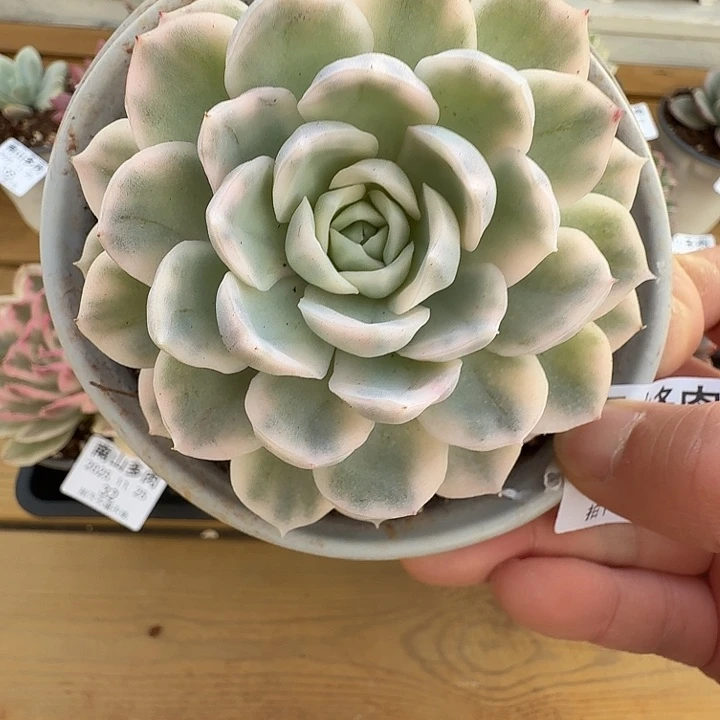 雪球锦111111125-30