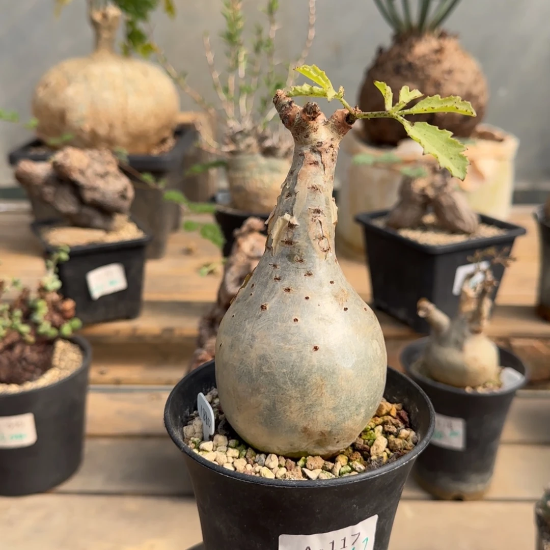 117索马里小叶葡萄块根植物
