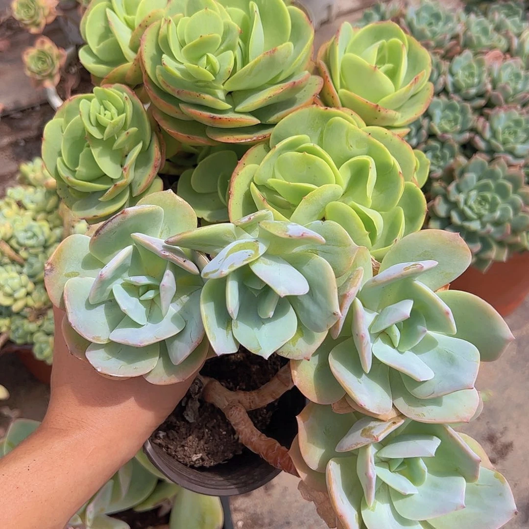 白凤，鸡蛋碧桃多头老桩各一颗