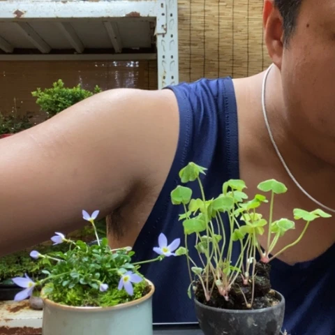 红陶一物一拍所见即所得56