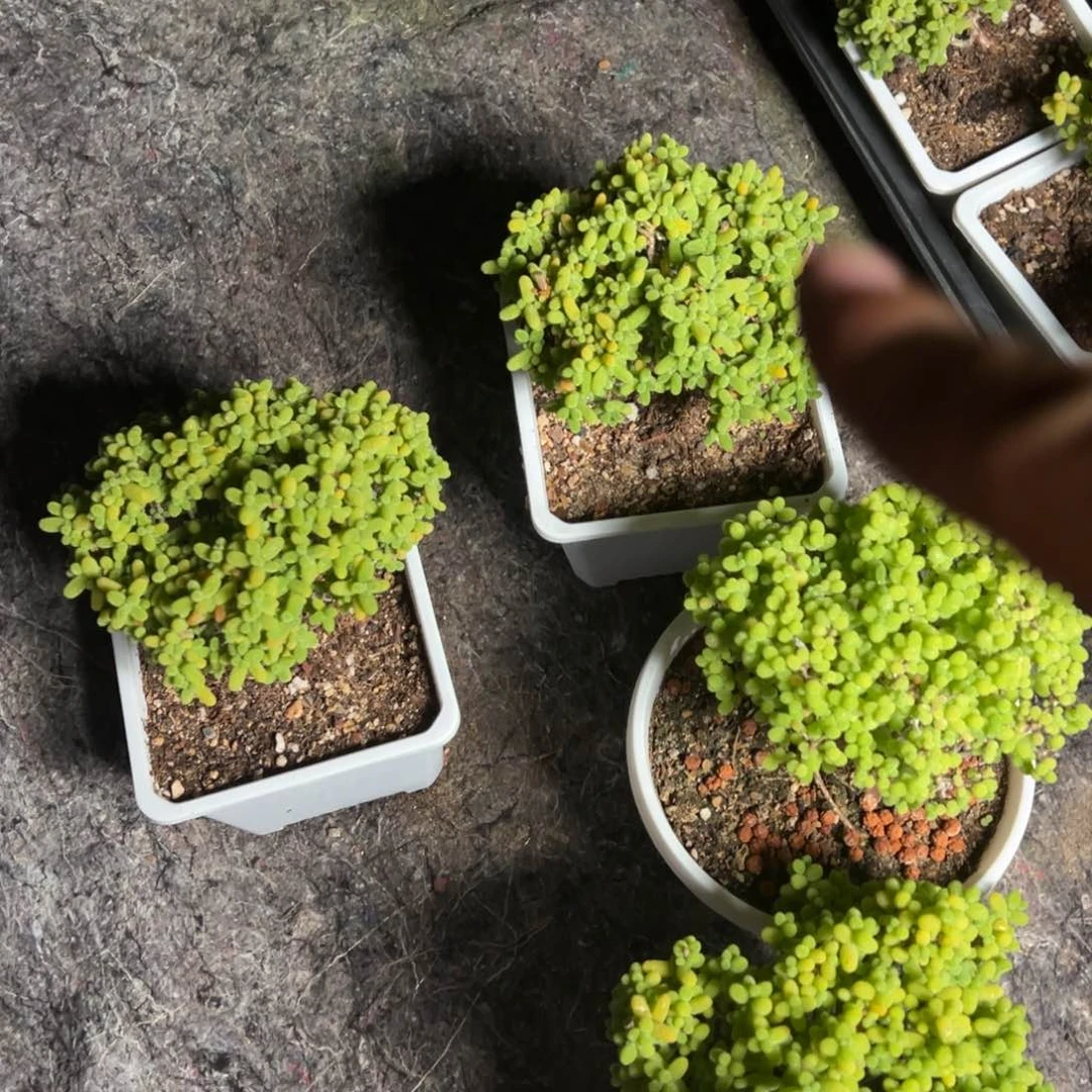 120盆金桔糖球老桩福利