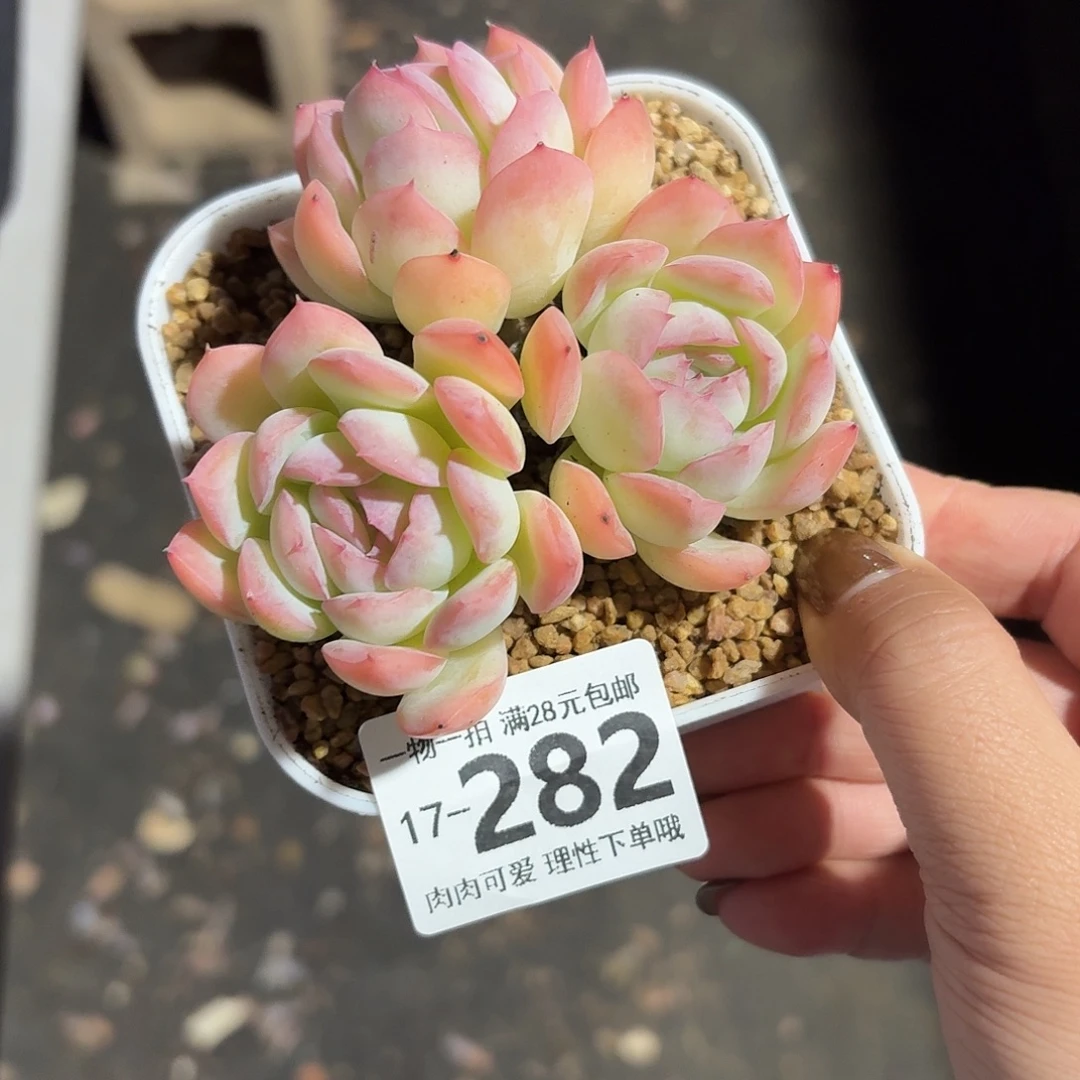 桔子冰无盆土发货无