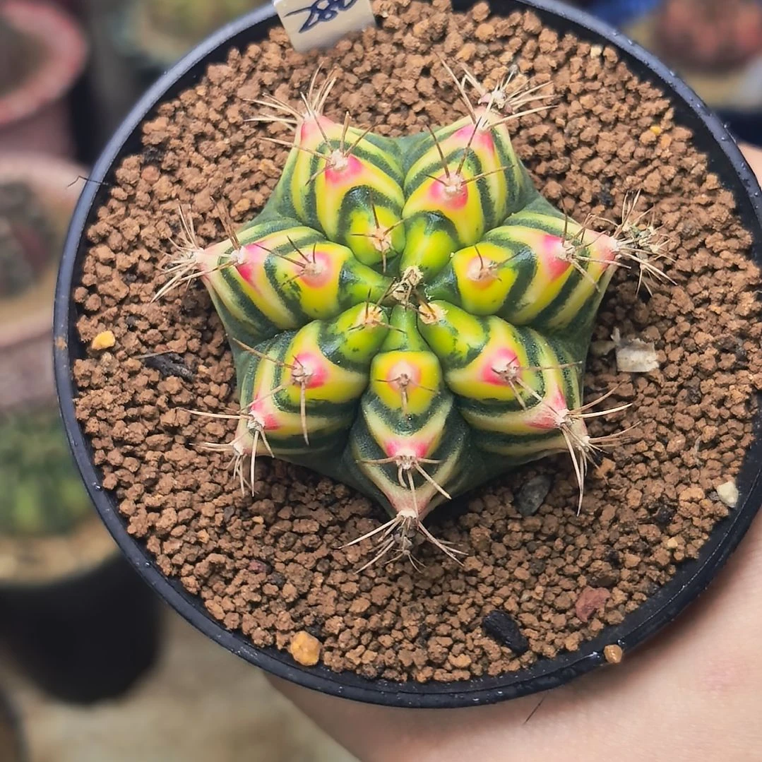 花田侧芽哈哈哈哈哈