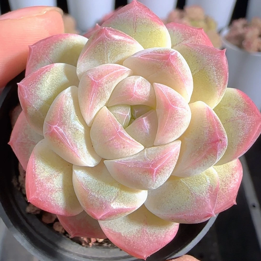 多肉0105-31白桃汽水