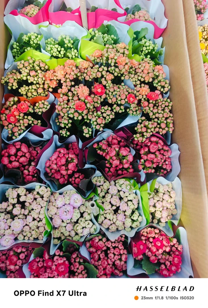 110盆处理2盆组合