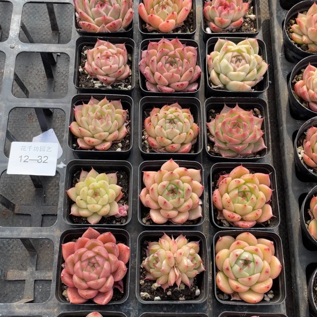 一物一拍18颗12-32