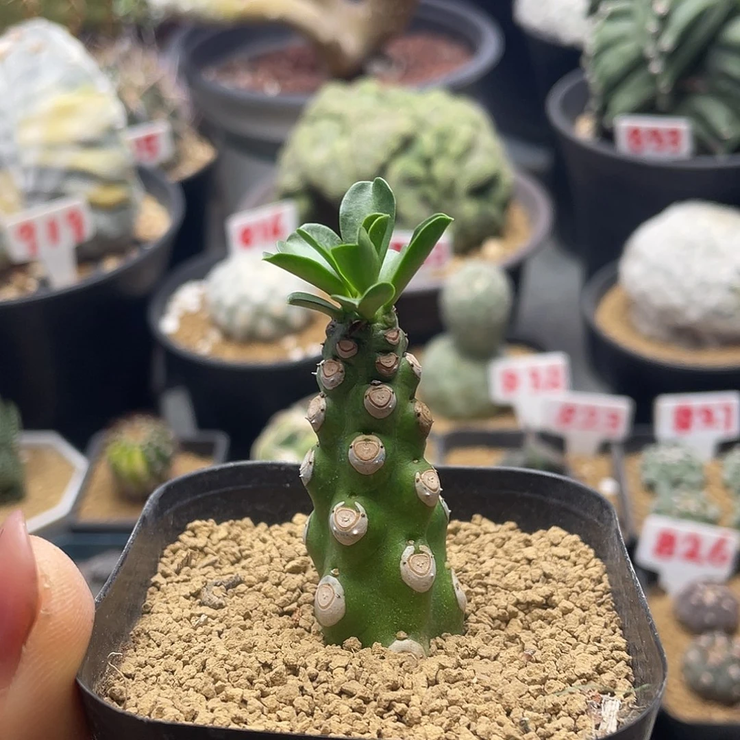 无刺霸王鞭仙人球