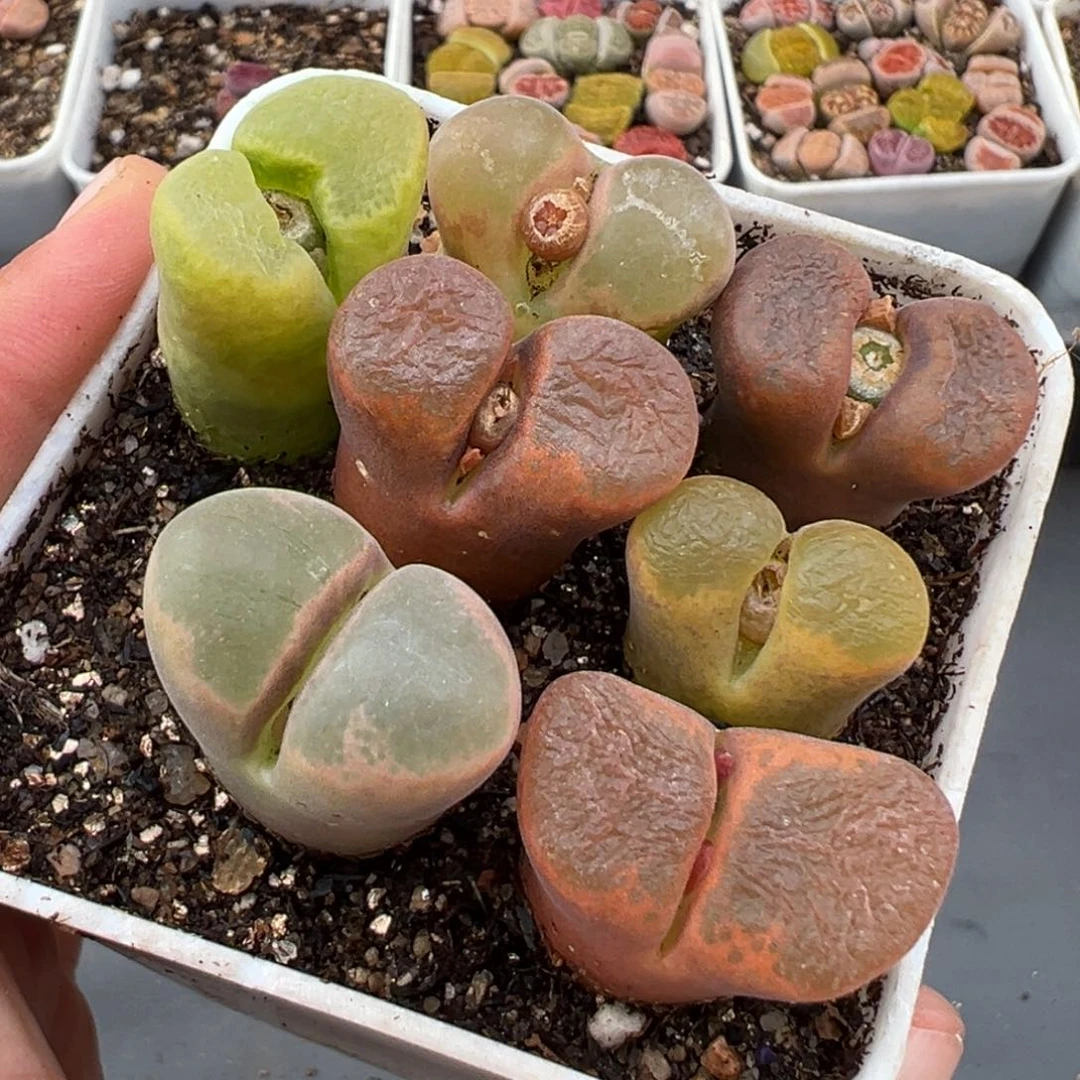 2.14好看的多肉431