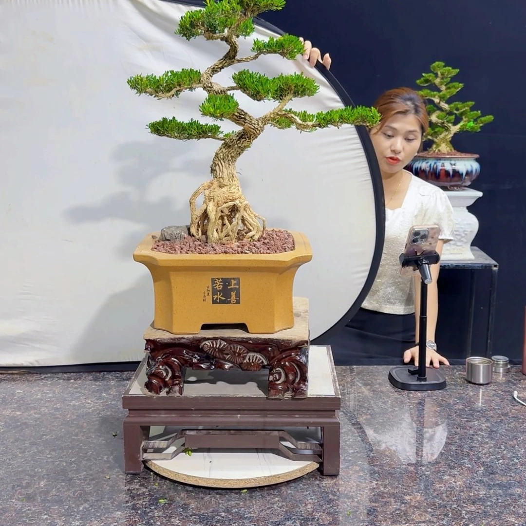 当前无花朵，栽培后可花朵