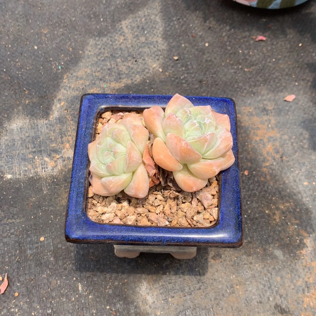 我想吃东西我自己来嘛