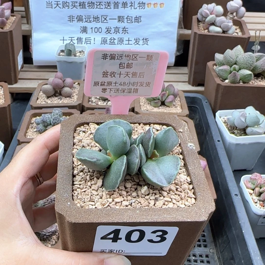 403全紫库博多肉植物