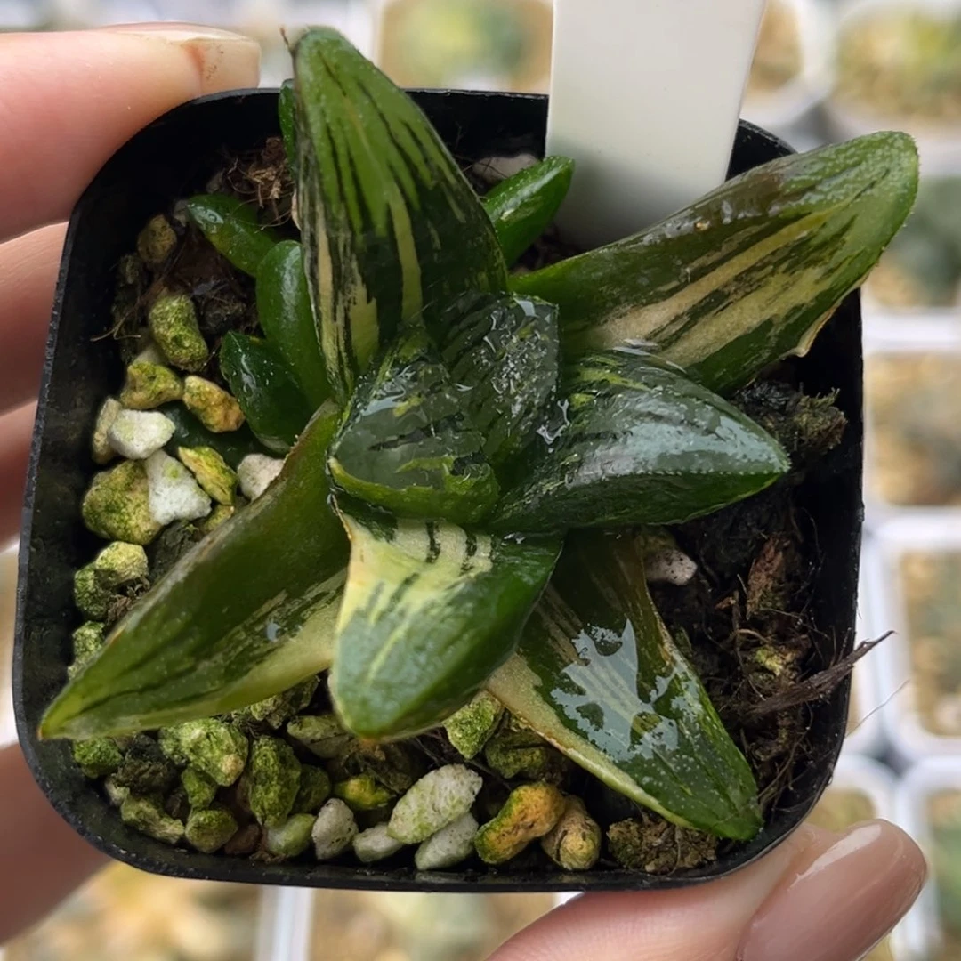 33黑肌克锦极上斑十二卷多肉