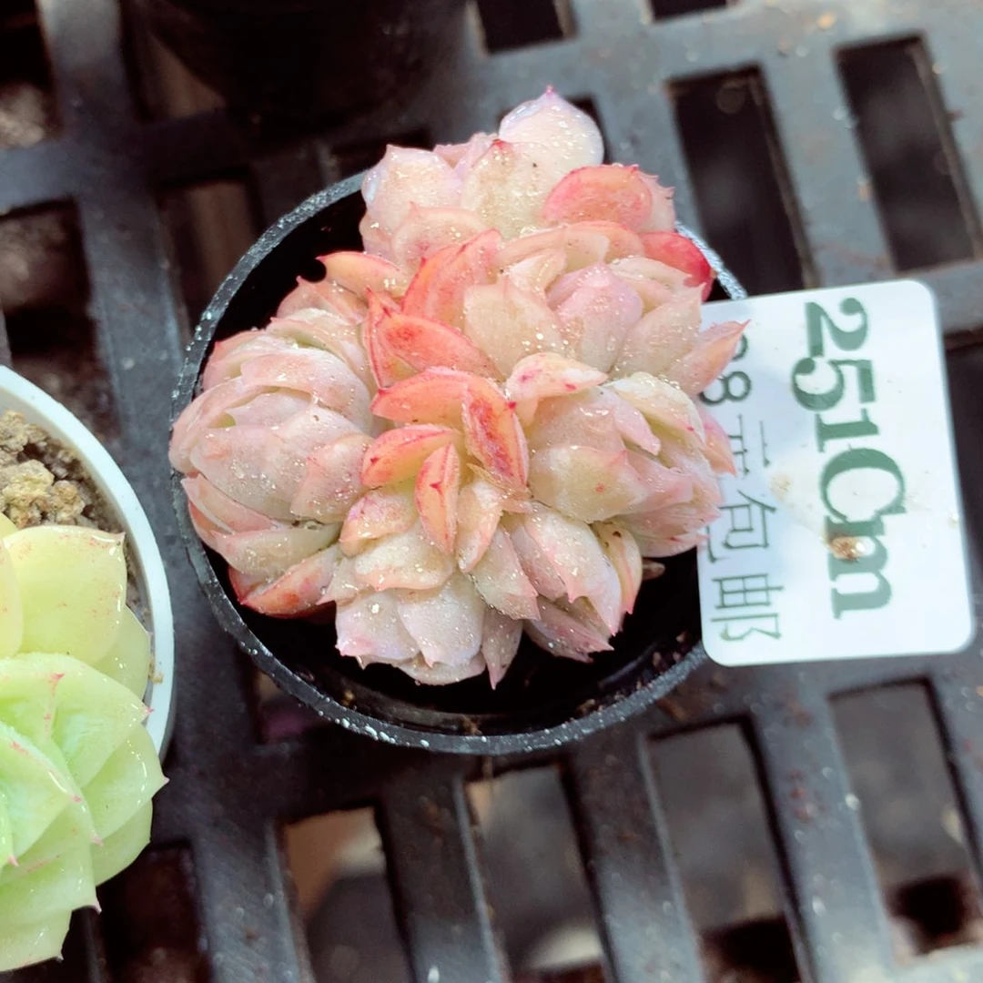 5厘米盆精控多肉251