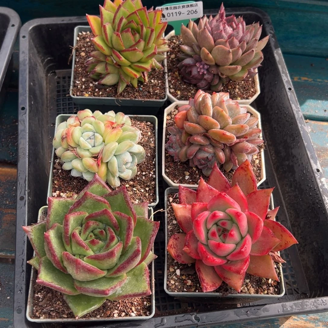 从前慢多肉精选编号0119.206