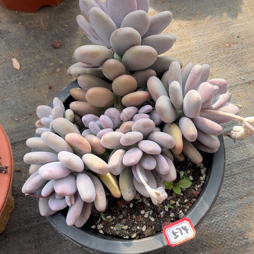 574桃美人 一物一拍多肉