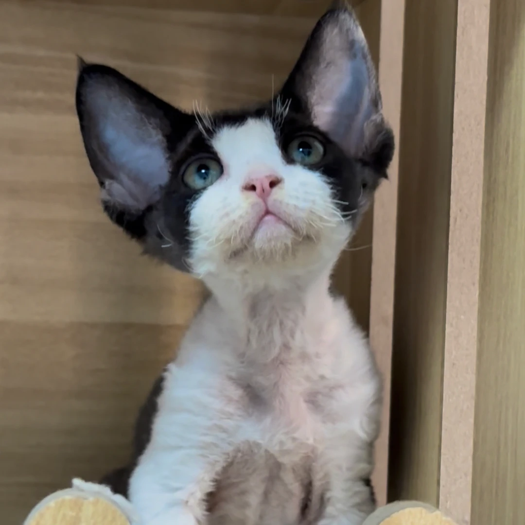 黑白开脸德文妹妹德文卷毛猫活体