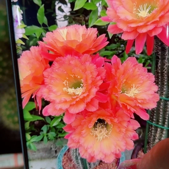 下49毛牛牛歪无根侧芽5公分左右20包邮