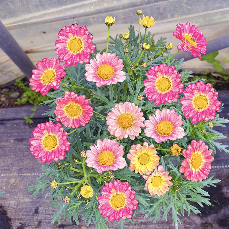 水彩画玛格丽特盆栽(一盆多色 花期长 高颜值)阳台开花植物