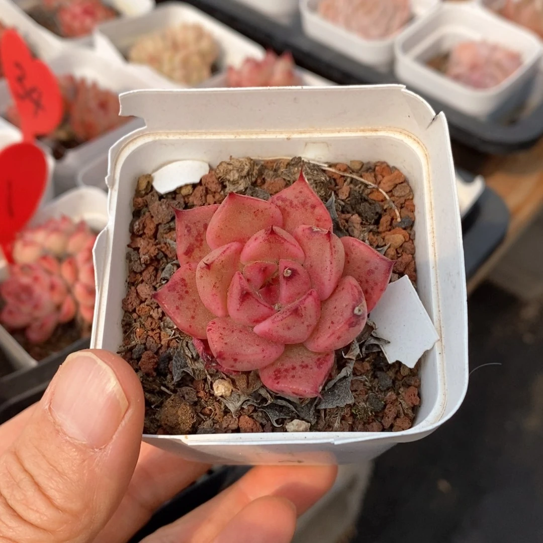 精品多肉一物一拍不包整70