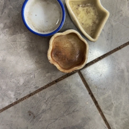 北***儿核桃木/黑胡桃（胡桃木）