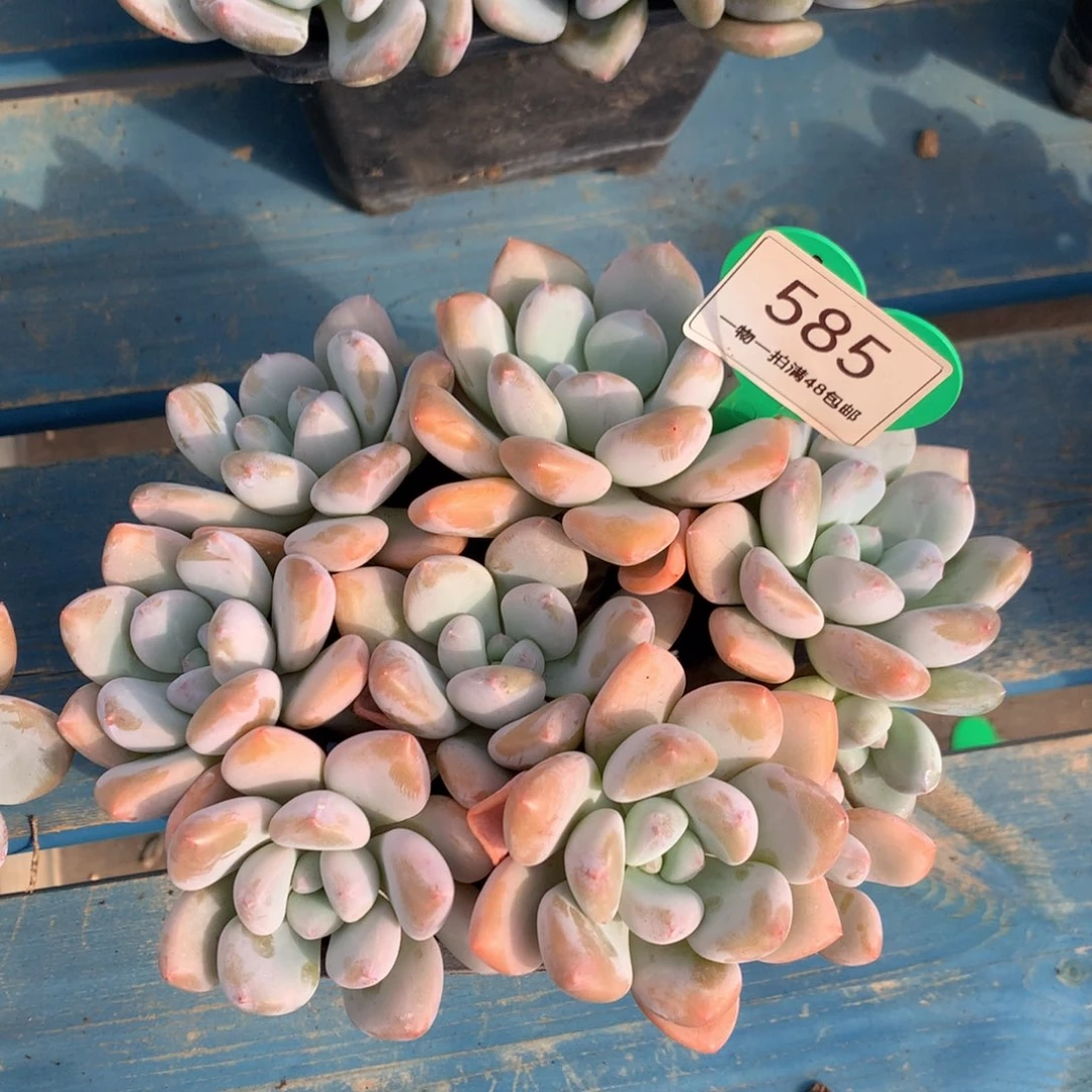 三明治美人老桩平头捧花585