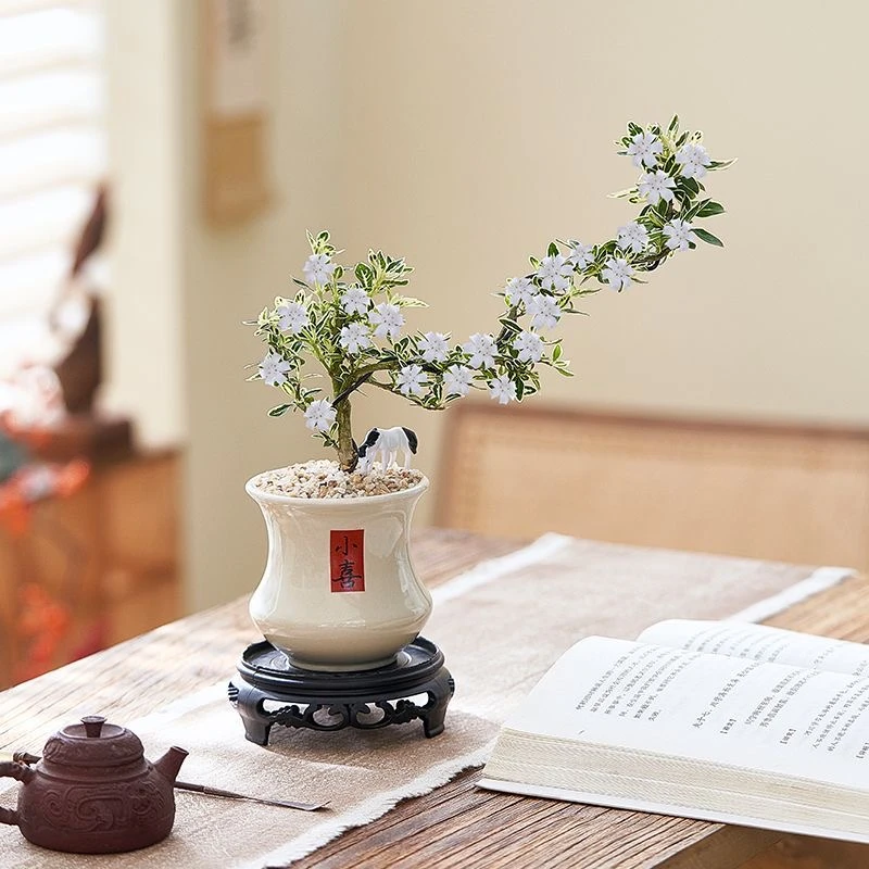 六月雪飘枝造型好养桌面茶几办公室四季常青净化空气禅意绿植盆栽