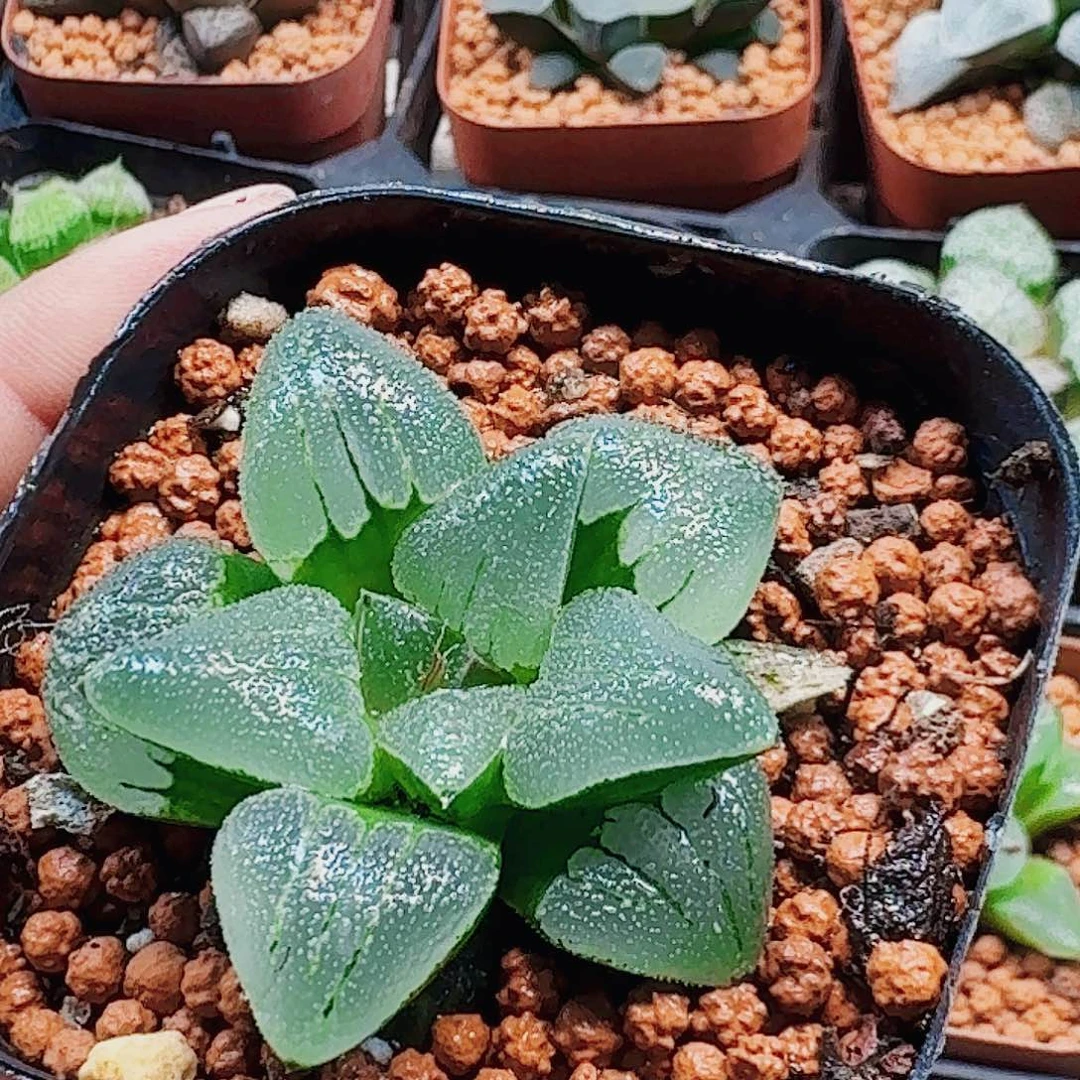 十二卷 月亮石福利