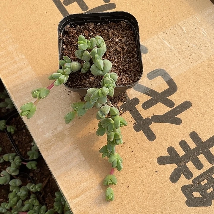 6.5方碧玉连带盆土发