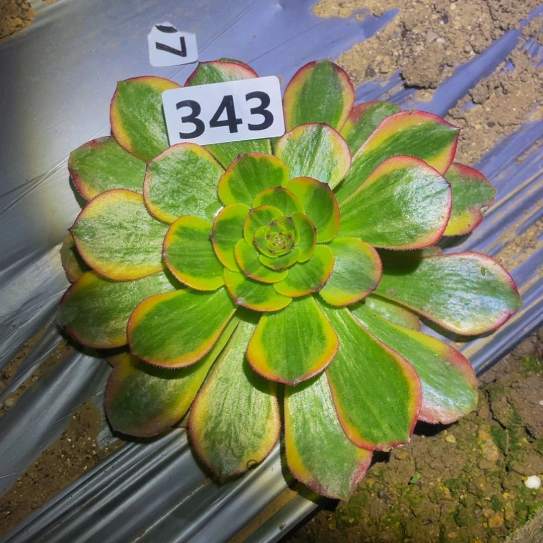 万七彩福利黄多肉植物343
