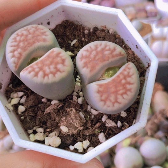 无花朵0370，如图一物一拍