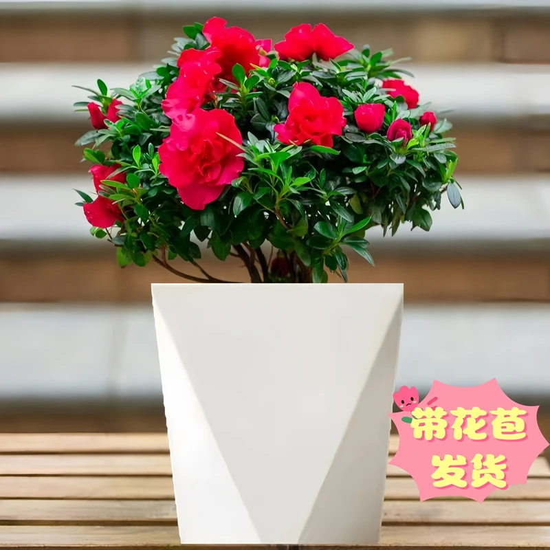 带花苞丛生杜鹃花盆栽室内外好养四季开花绿植花卉XY