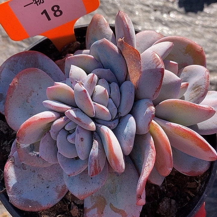 18 一物一拍不退不换