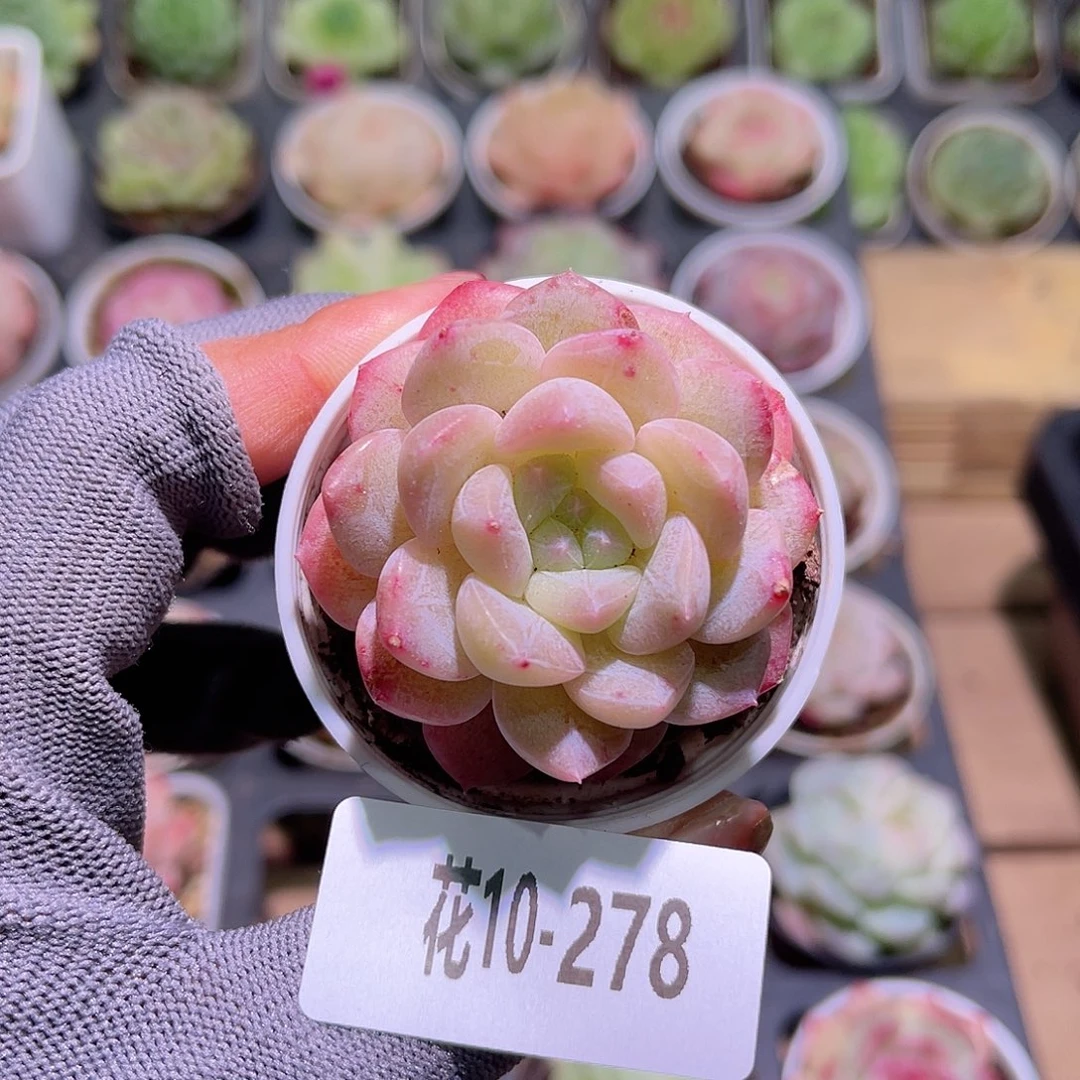 花10-278新品单头