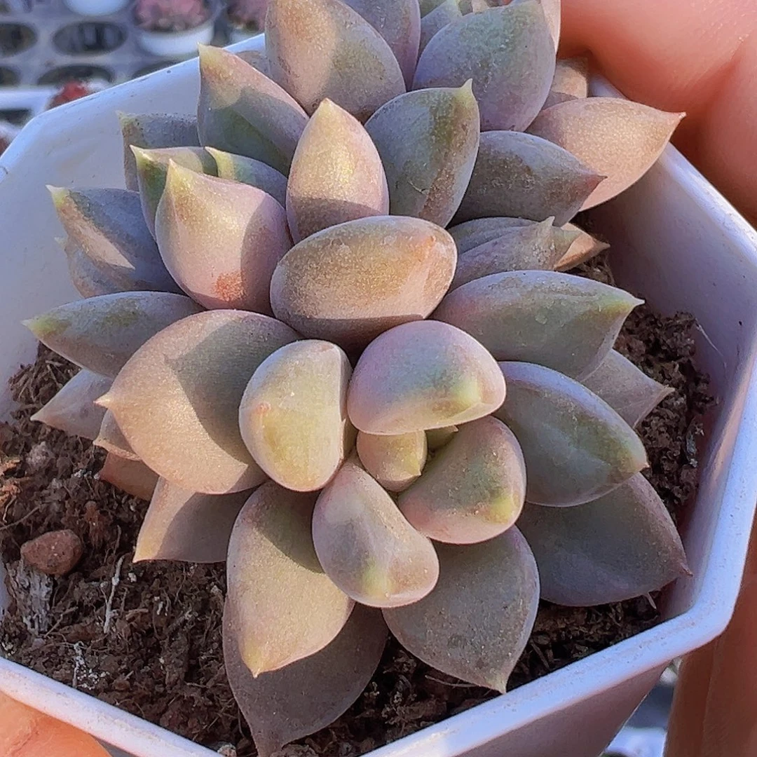 红象牙群19包邮多肉