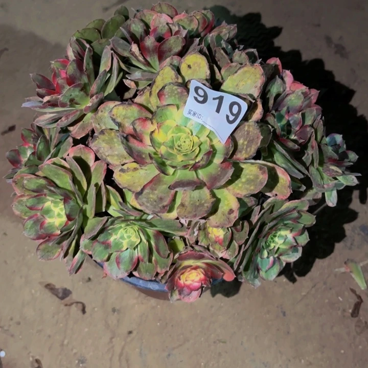 919多肉植物不售后