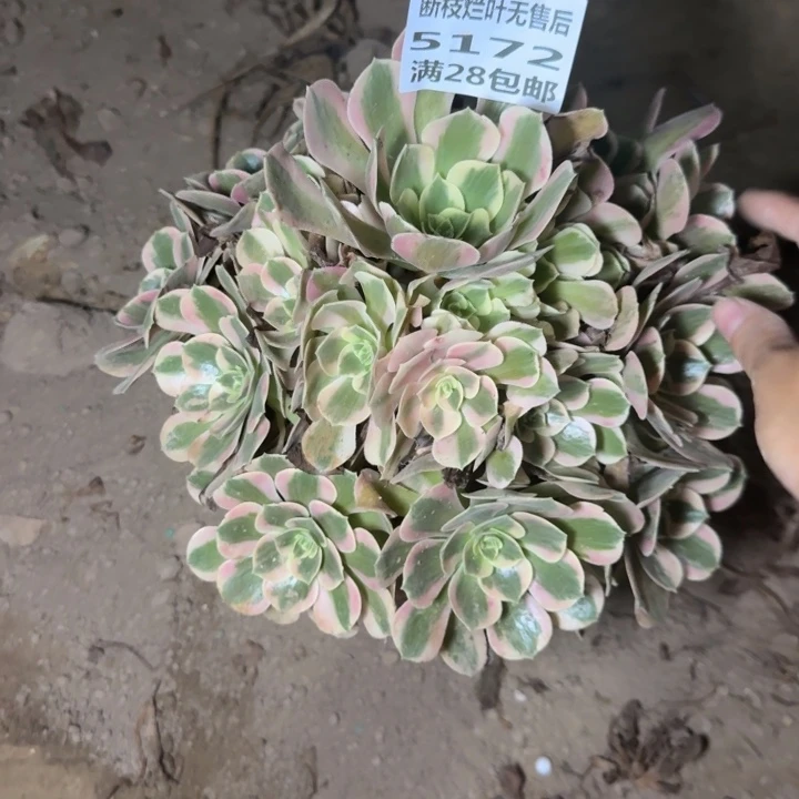 心***澜5172二号棚大女巫J